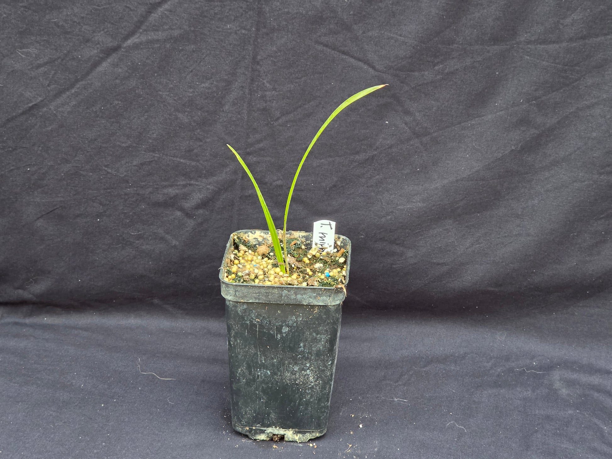 Trachycarpus sp. Himgarda