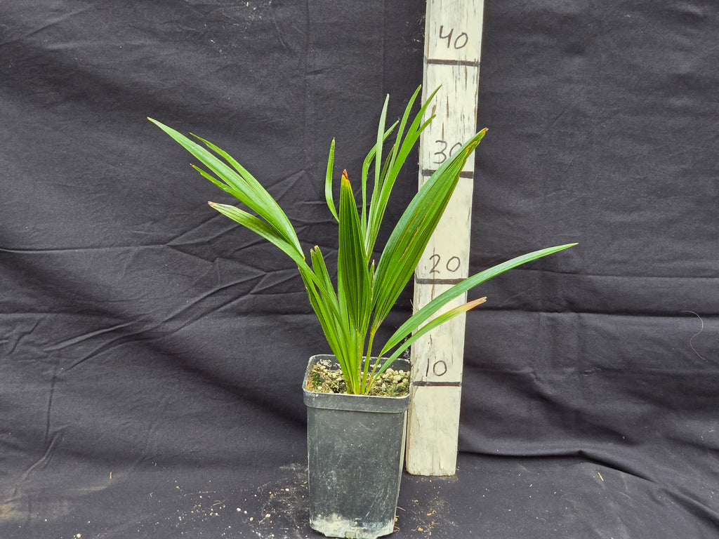 Trachycarpus fortunei var. Nainital X ukhrulensis