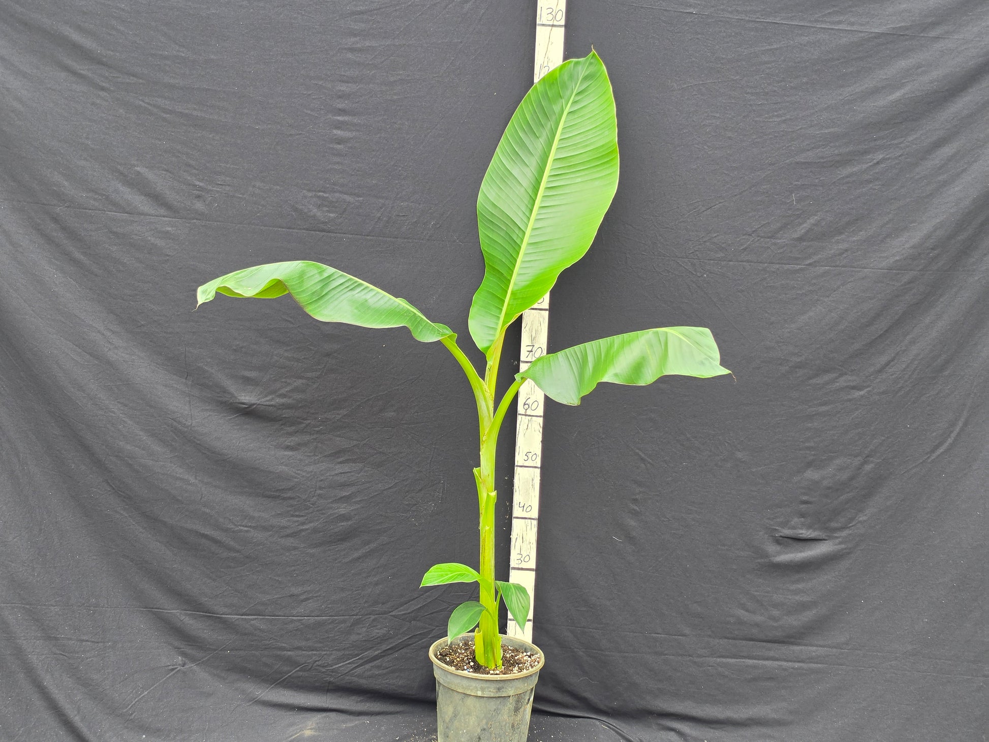 Musa sikkimensis var. Manipur massive