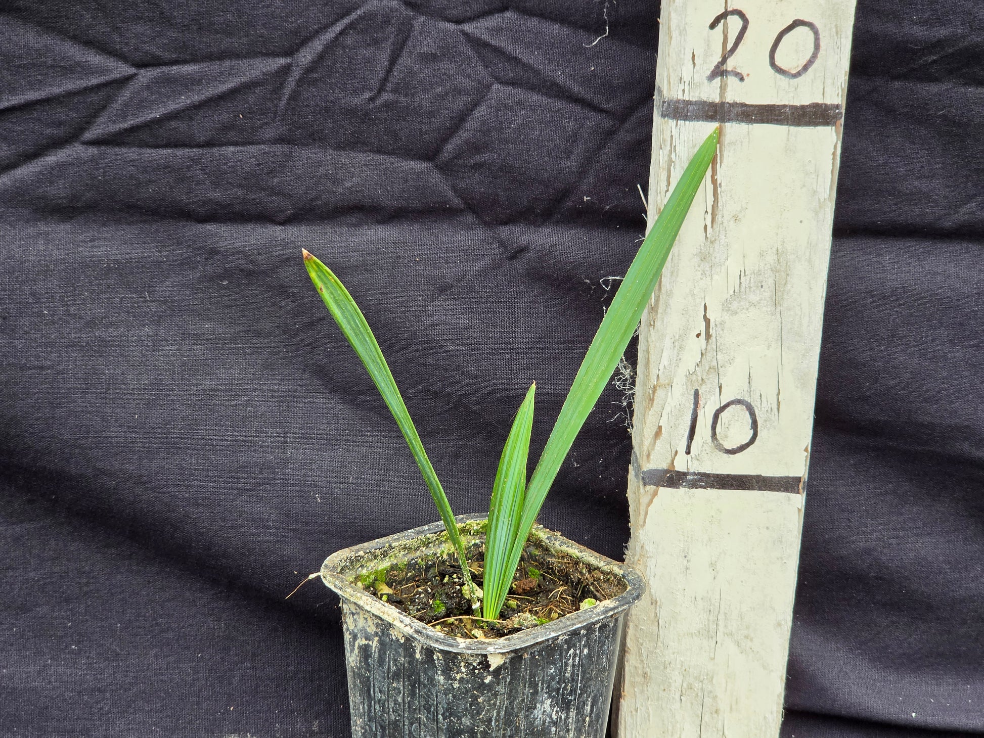 Sabal minor 'Cherokee'