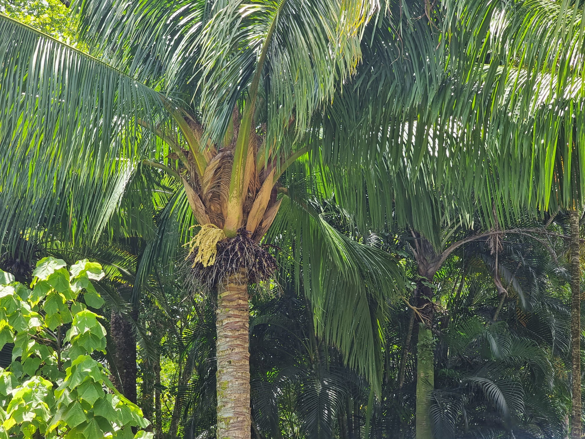 Beccariophoenix madagascariensis