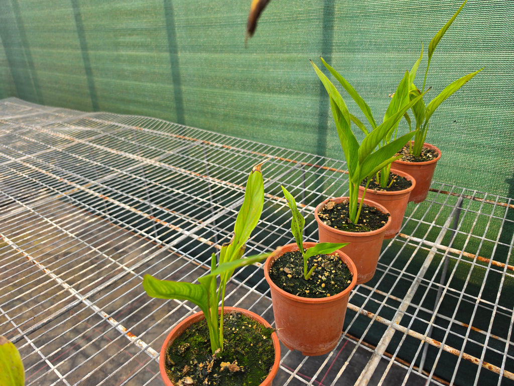 Ravenala madagascariensis
