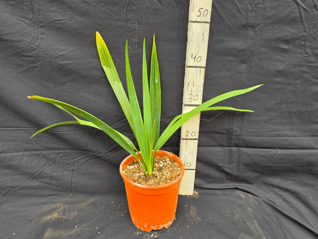 Sabal rosei