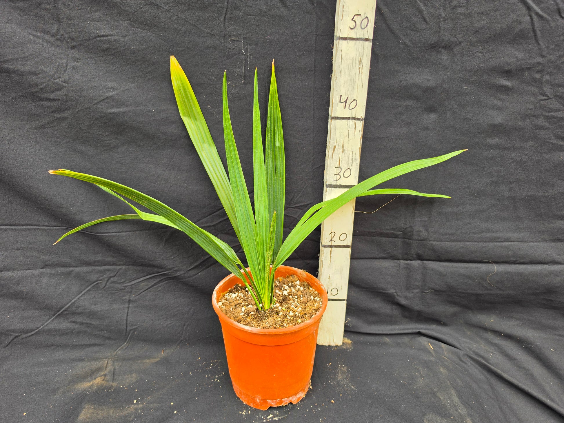 Sabal rosei
