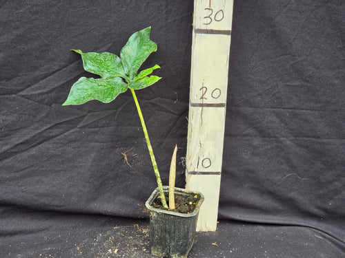 Amorphophallus yunnanensis
