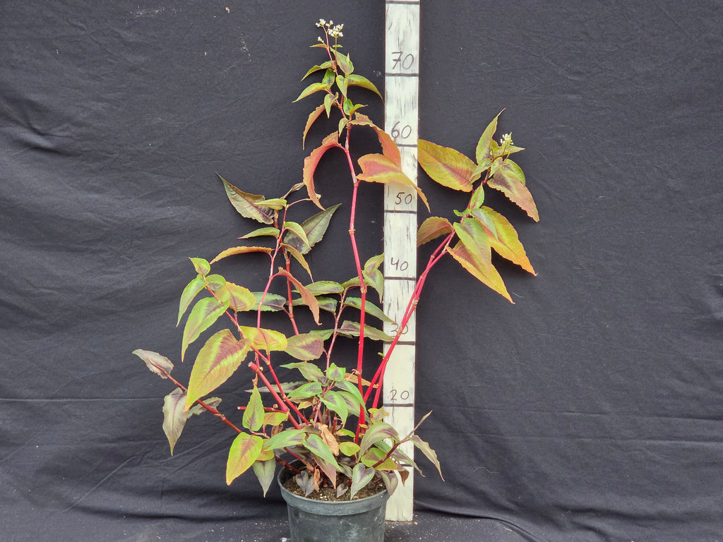 Persicaria microcaphala 'Red dragon'