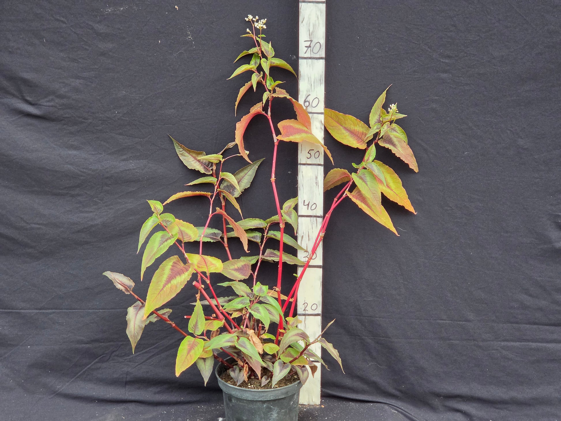Persicaria microcaphala 'Red dragon'