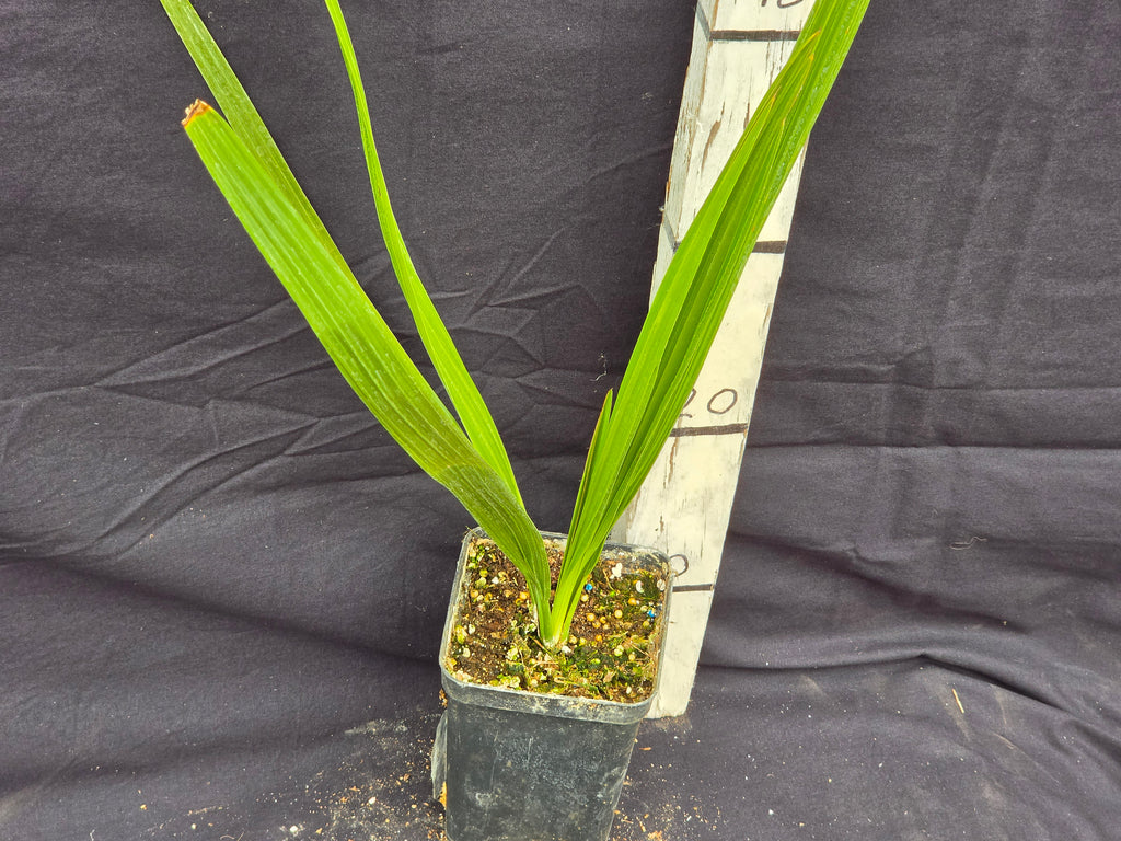 Phoenix canariensis X dactylifera