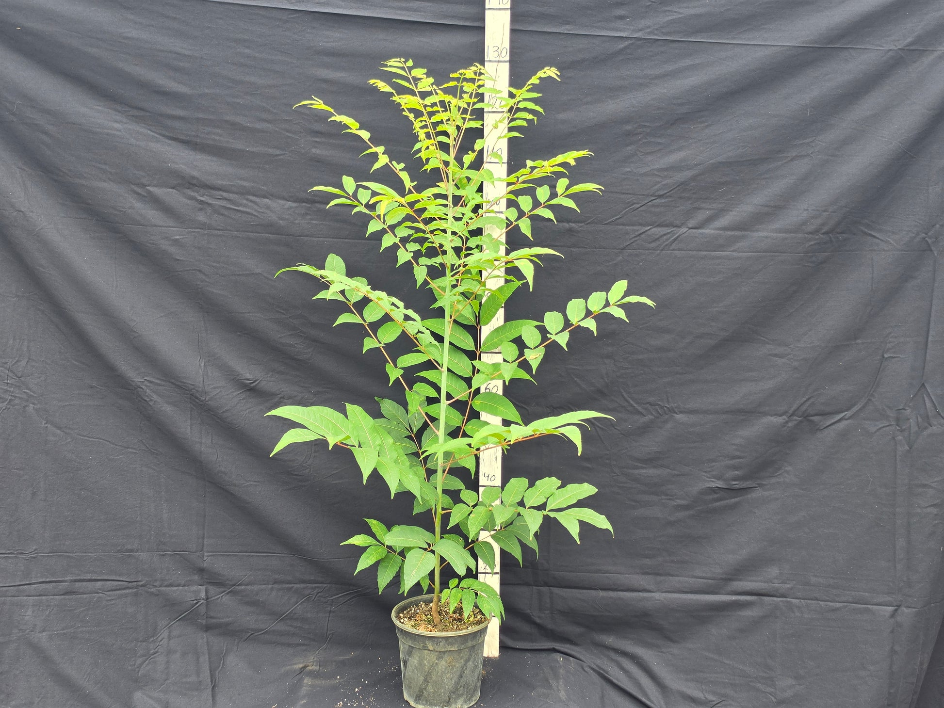 Toona sinensis 'Flamingo'