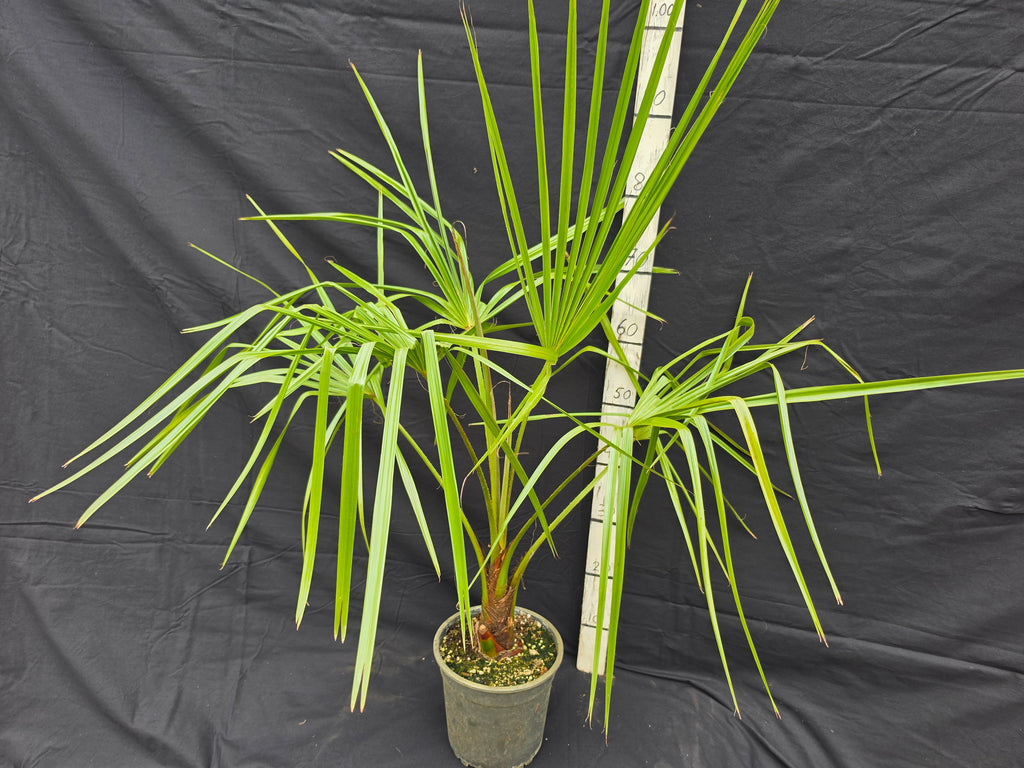 Livistona decora