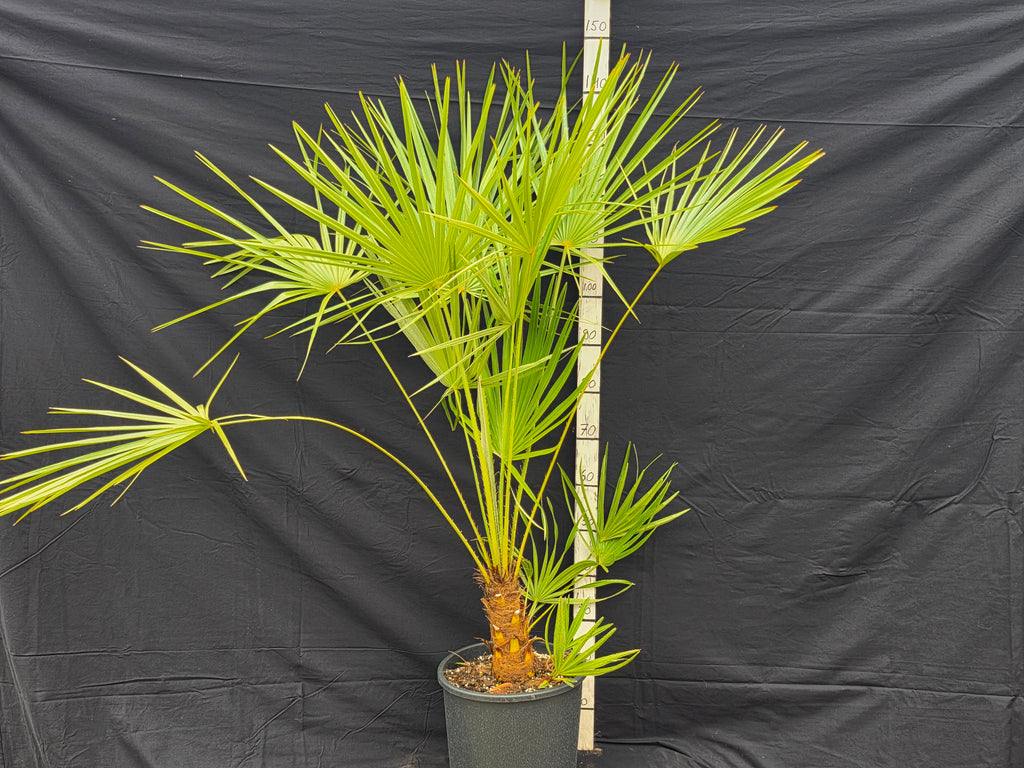 Chamaerops humilis