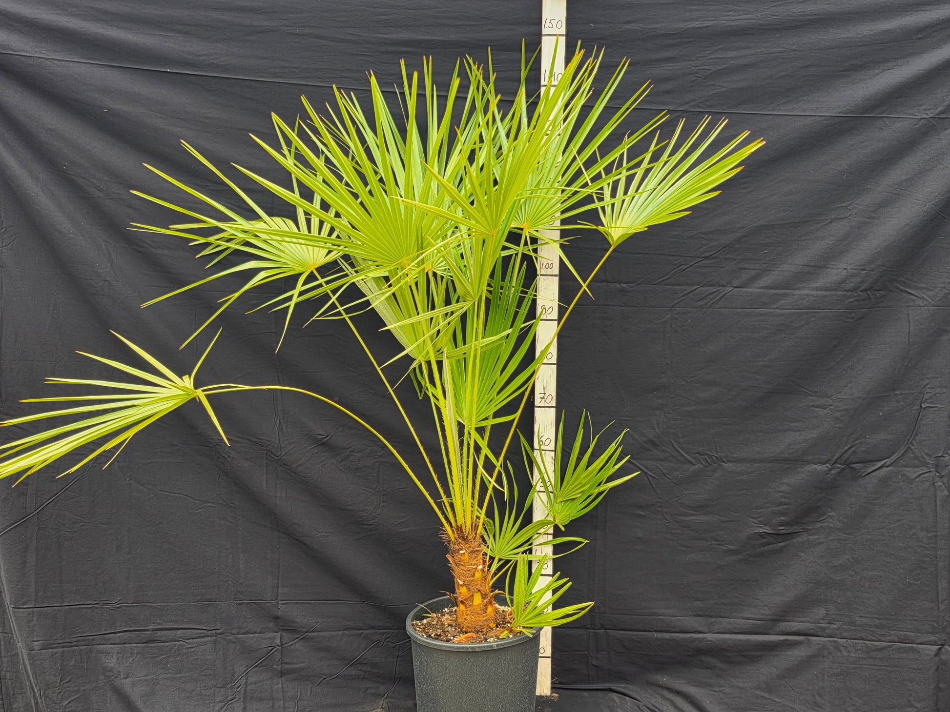 Chamaerops humilis