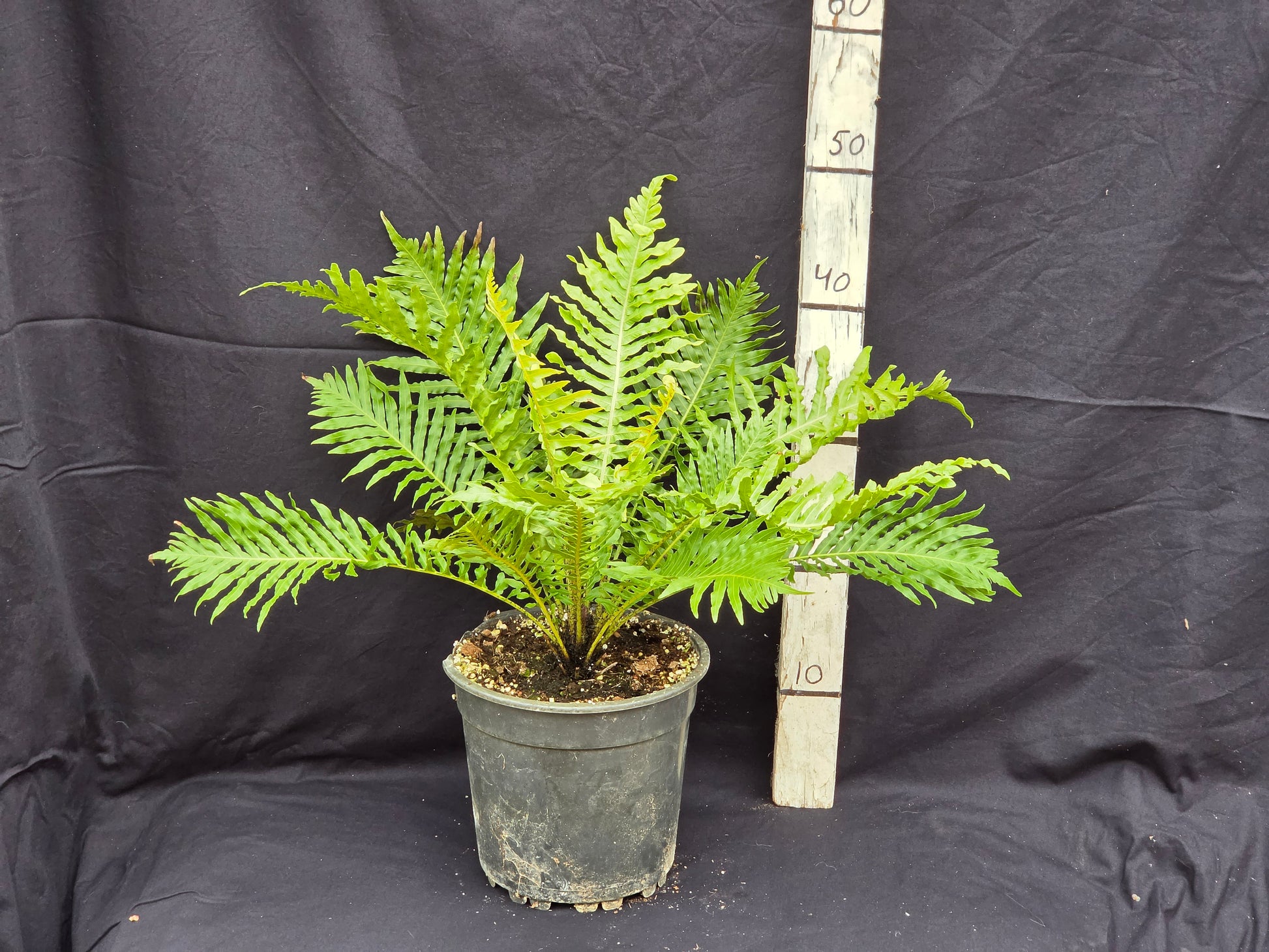 Blechnum gibbum