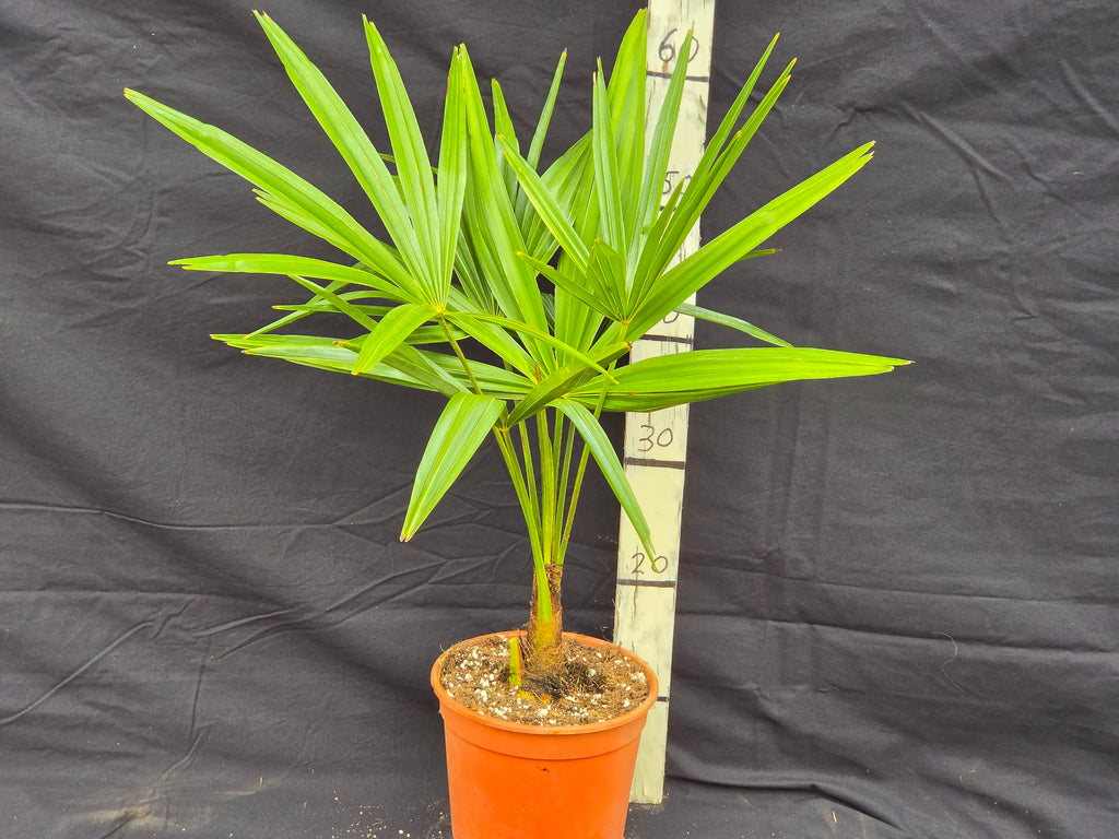 Trachycarpus fortunei var. Nainital