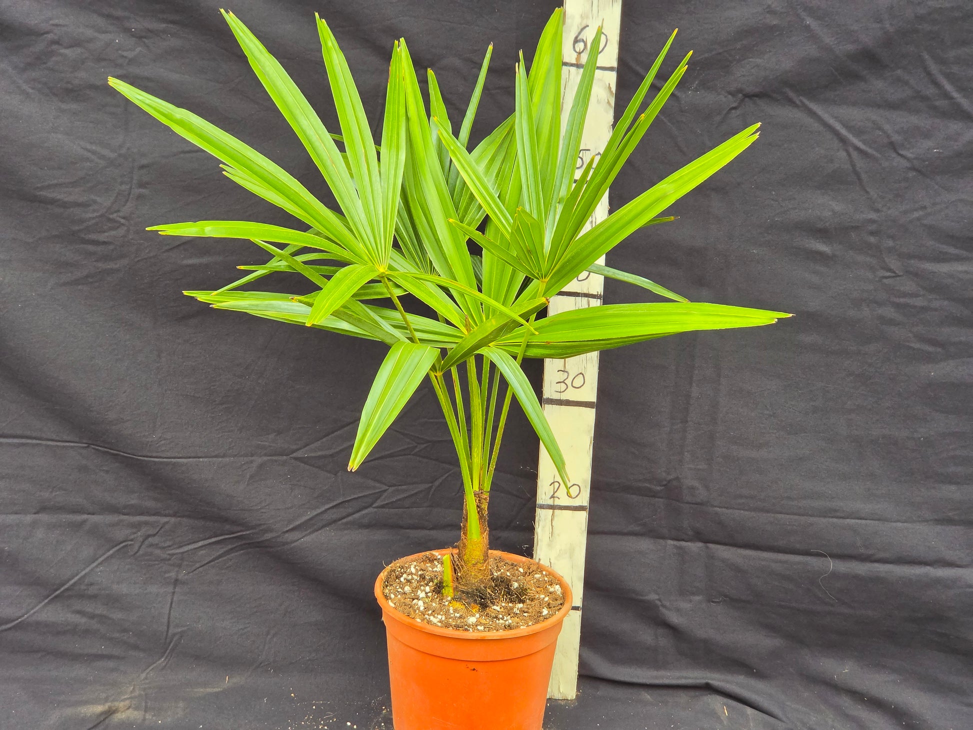 Trachycarpus fortunei var. Nainital