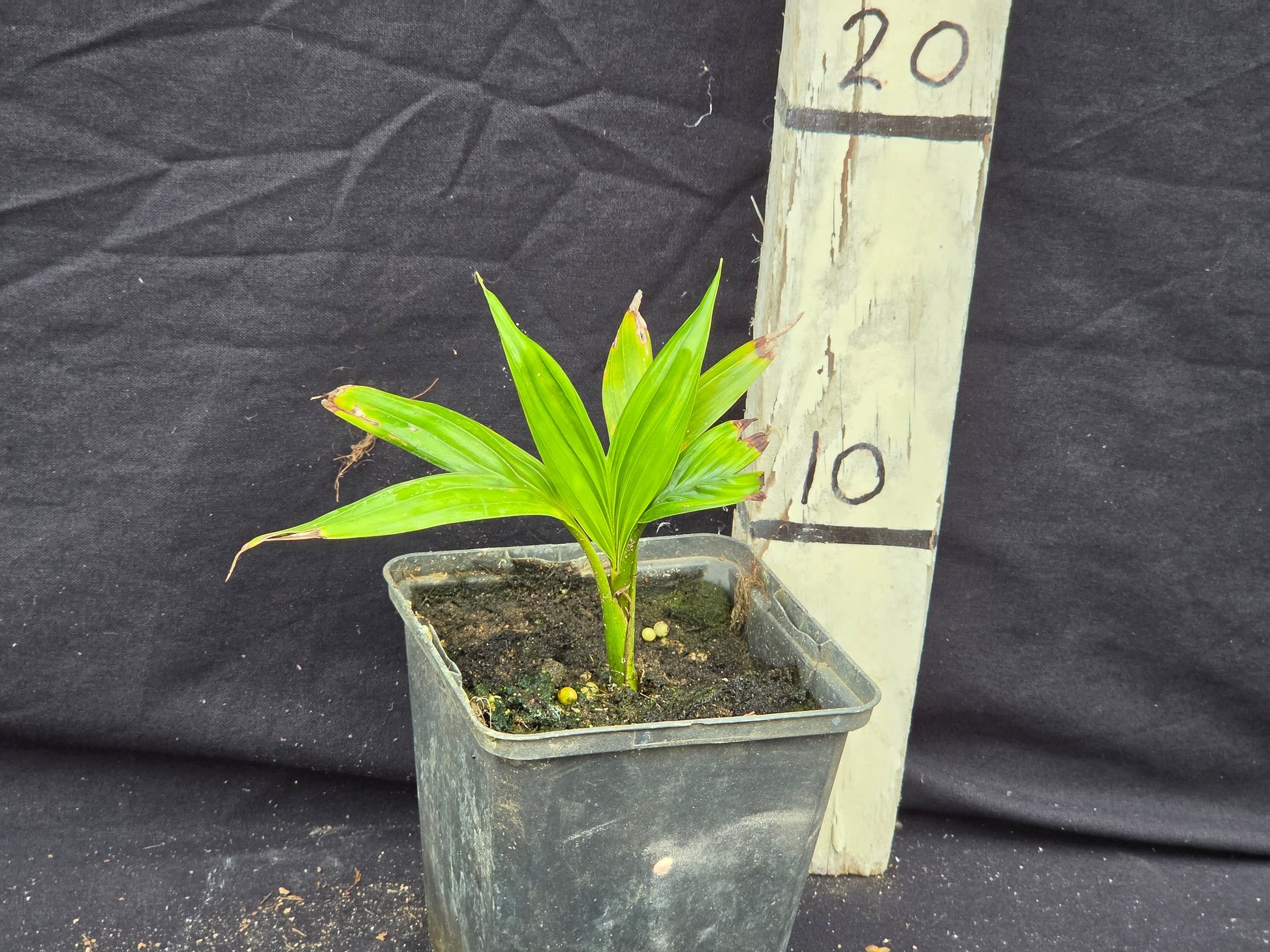 Satakentia liukiuensis