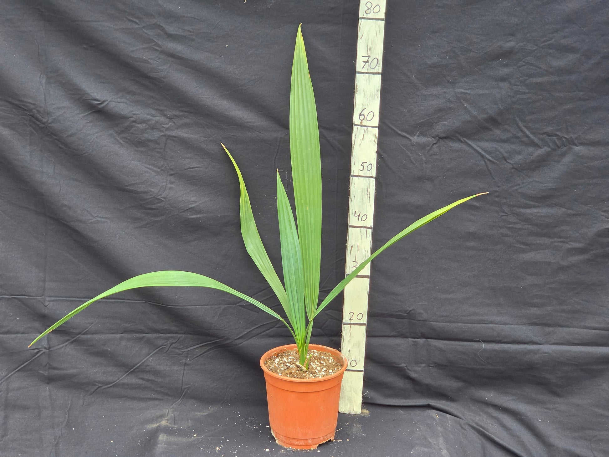 Sabal uresana 'Green form'