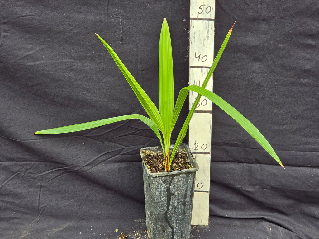 Brahea aculeata