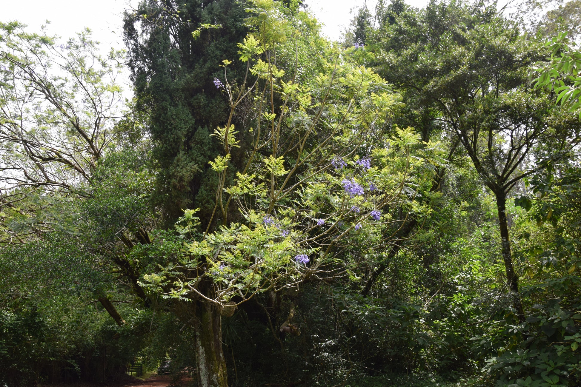 Jacaranda mimosifolia ⚠️ Not shippable, pick-up only