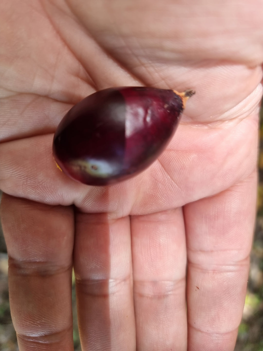 Beccariophoenix madagascariensis