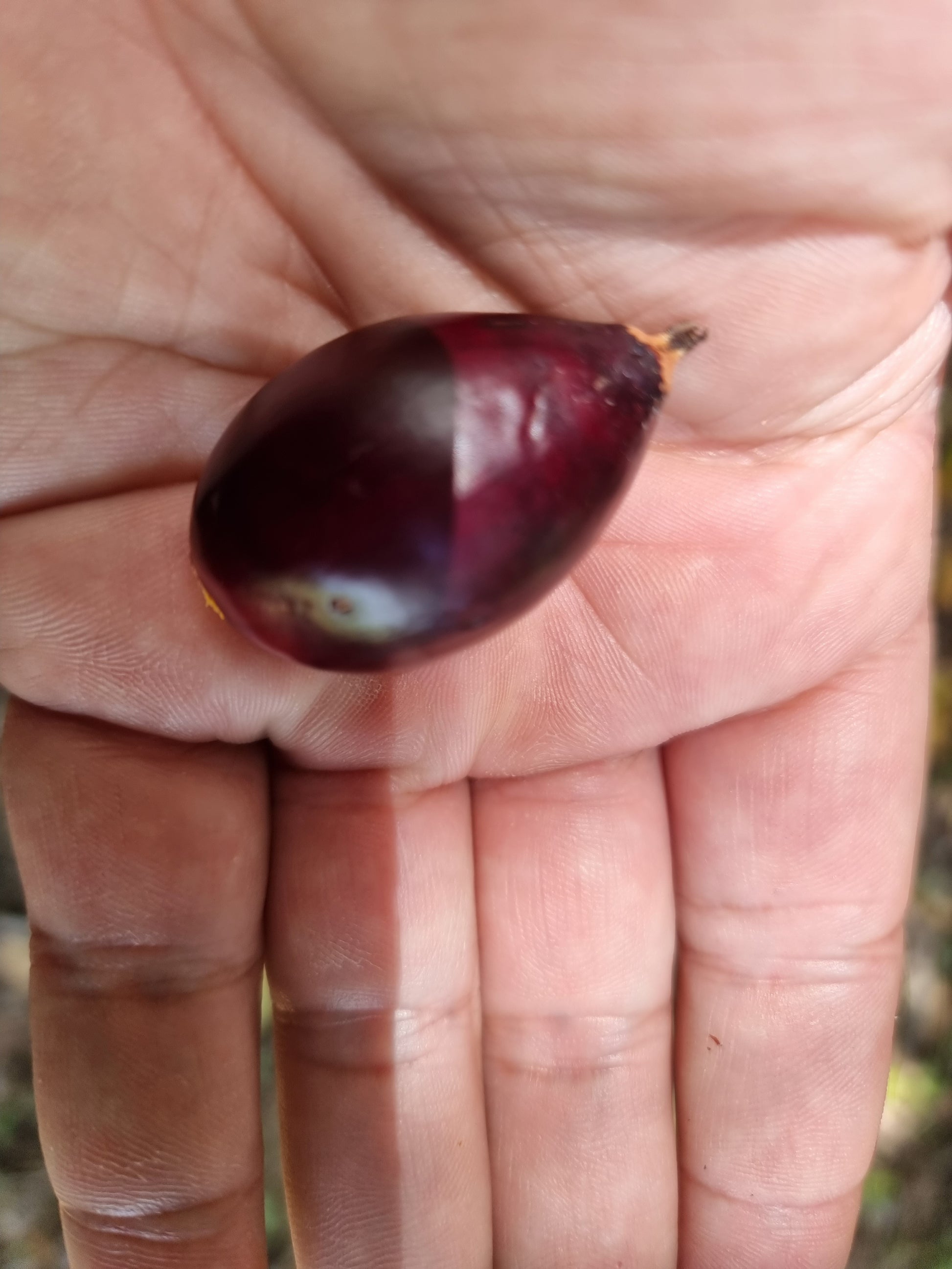 Beccariophoenix madagascariensis