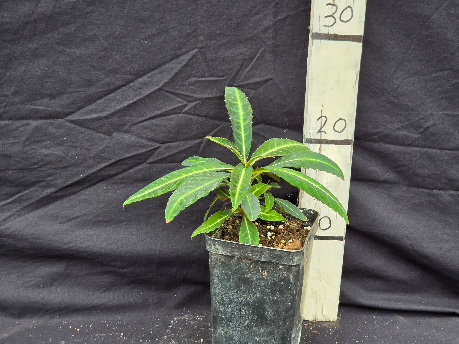 Impatiens omeiana