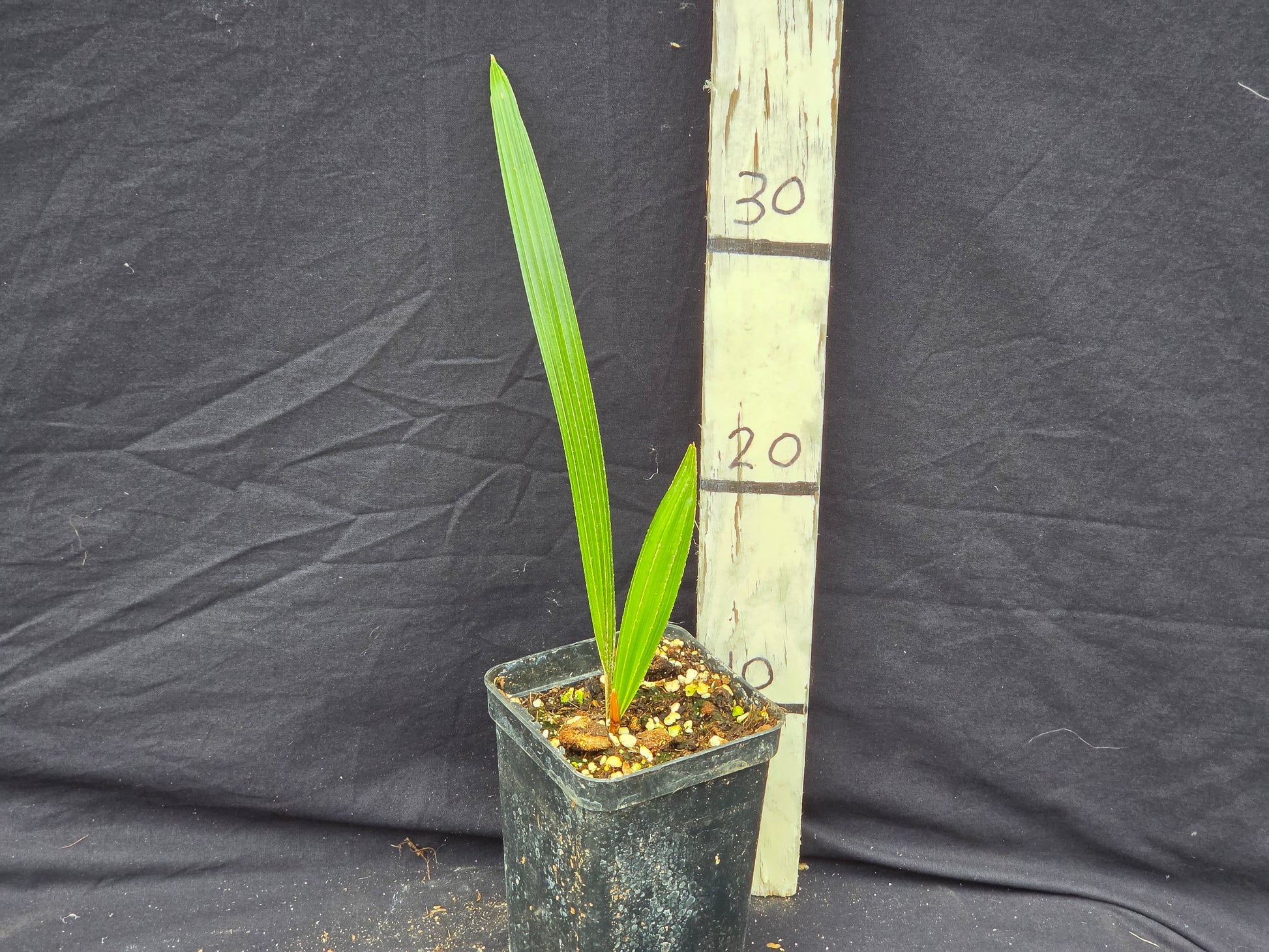Rhapidophyllum hystrix 'Chambers county'