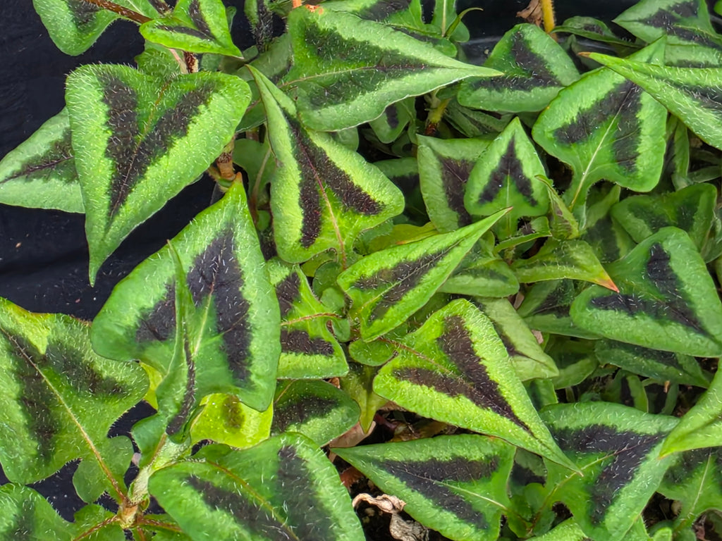 Persicaria microcephala 'Purple fantasy'