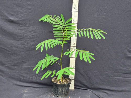 Albizia julibrissin
