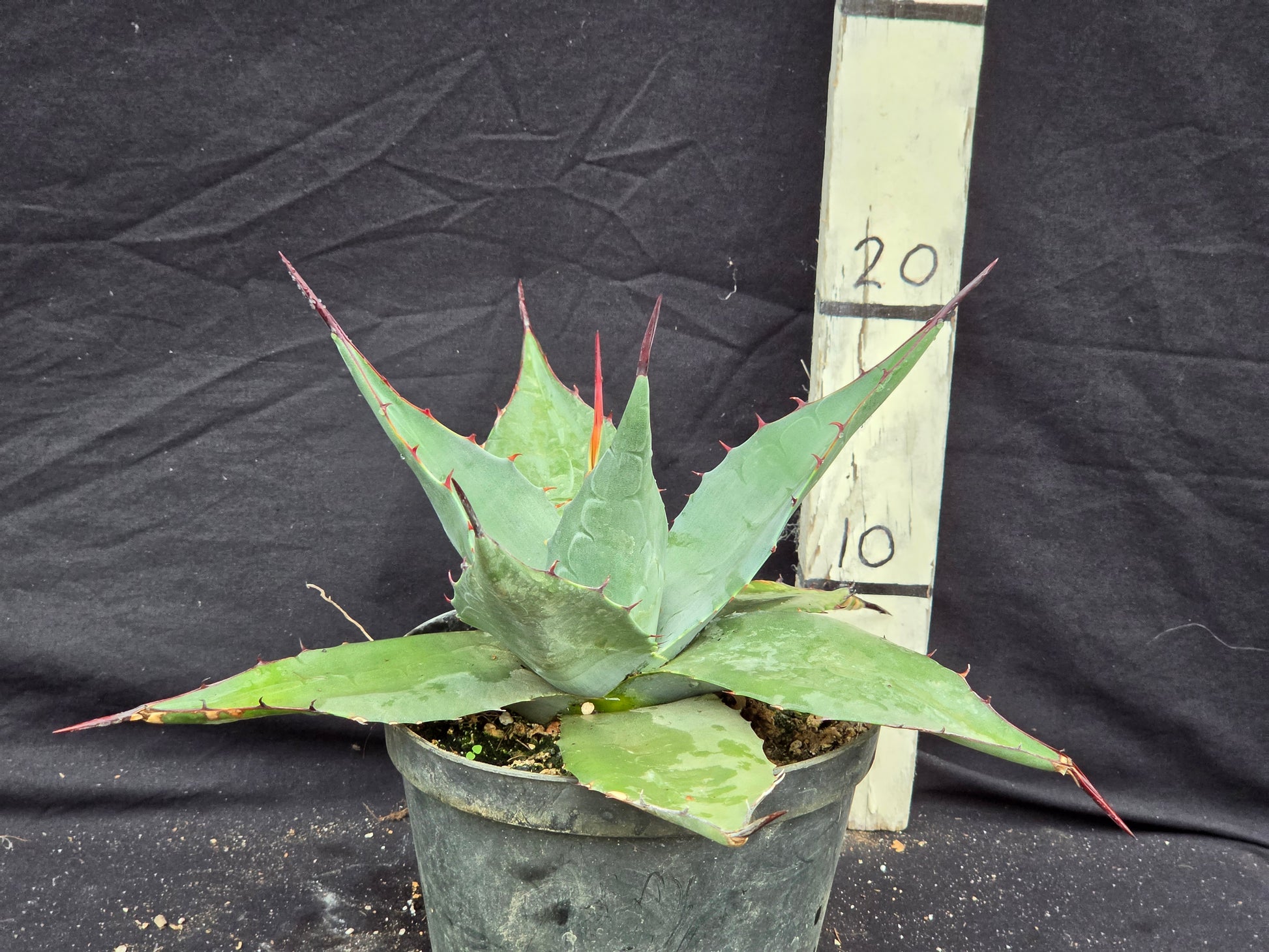 Agave havardiana