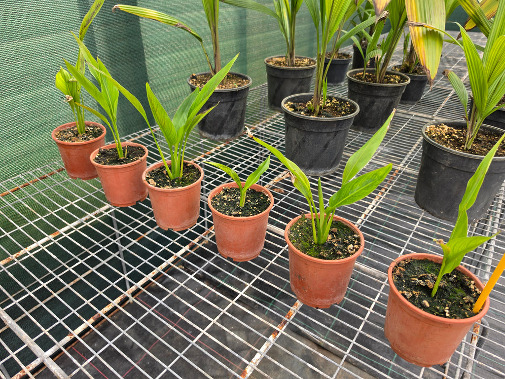 Ravenala madagascariensis