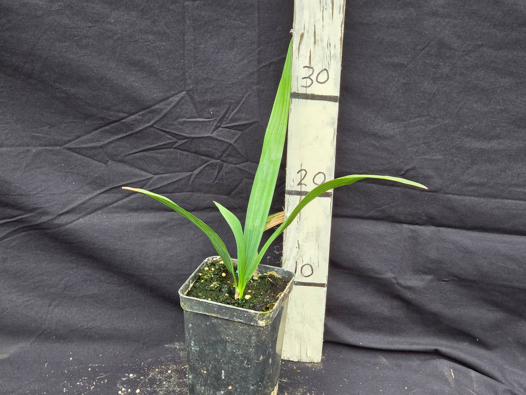 Sabal domingensis