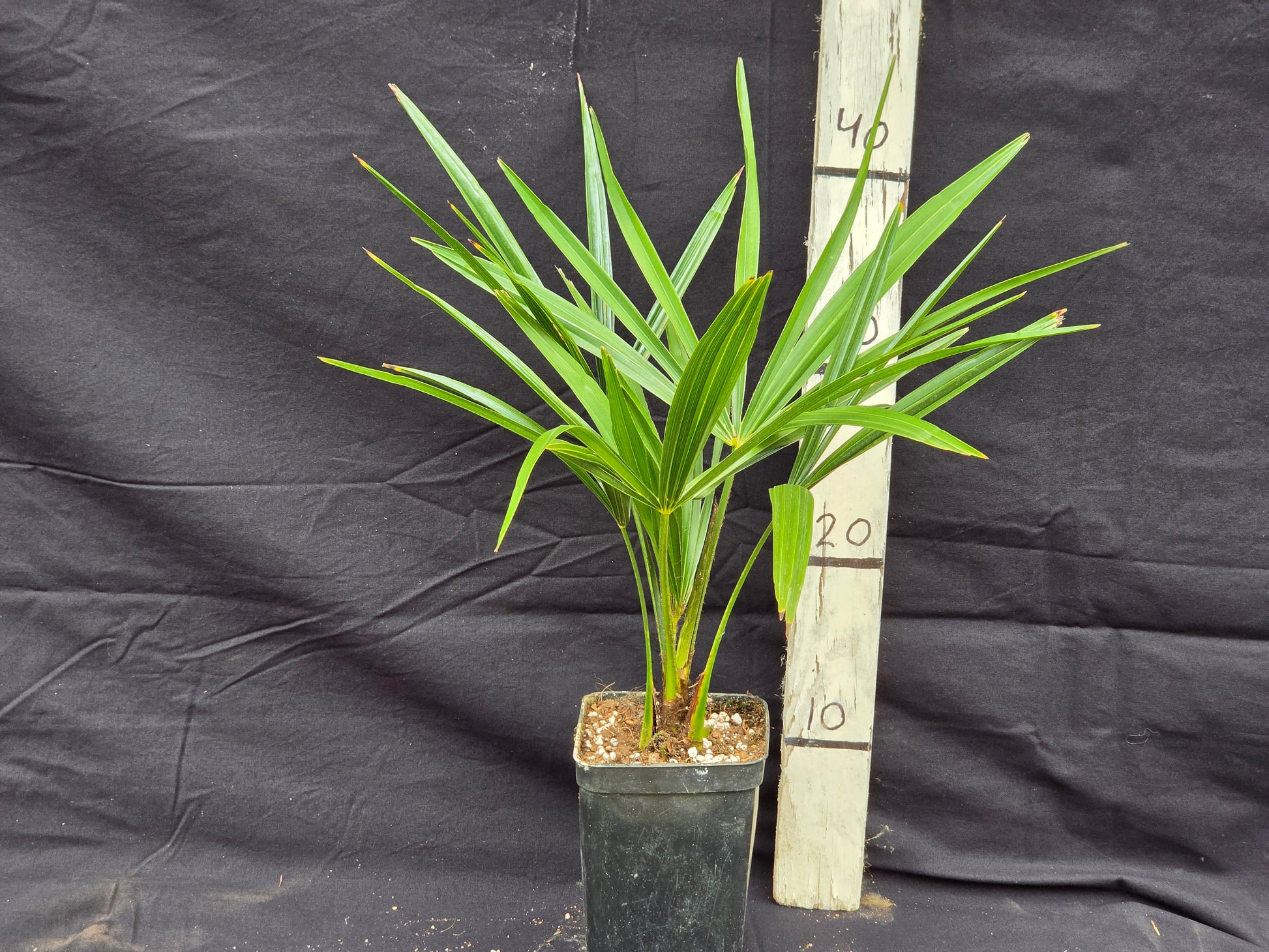 Trachycarpus fortunei 'Darjeeling'