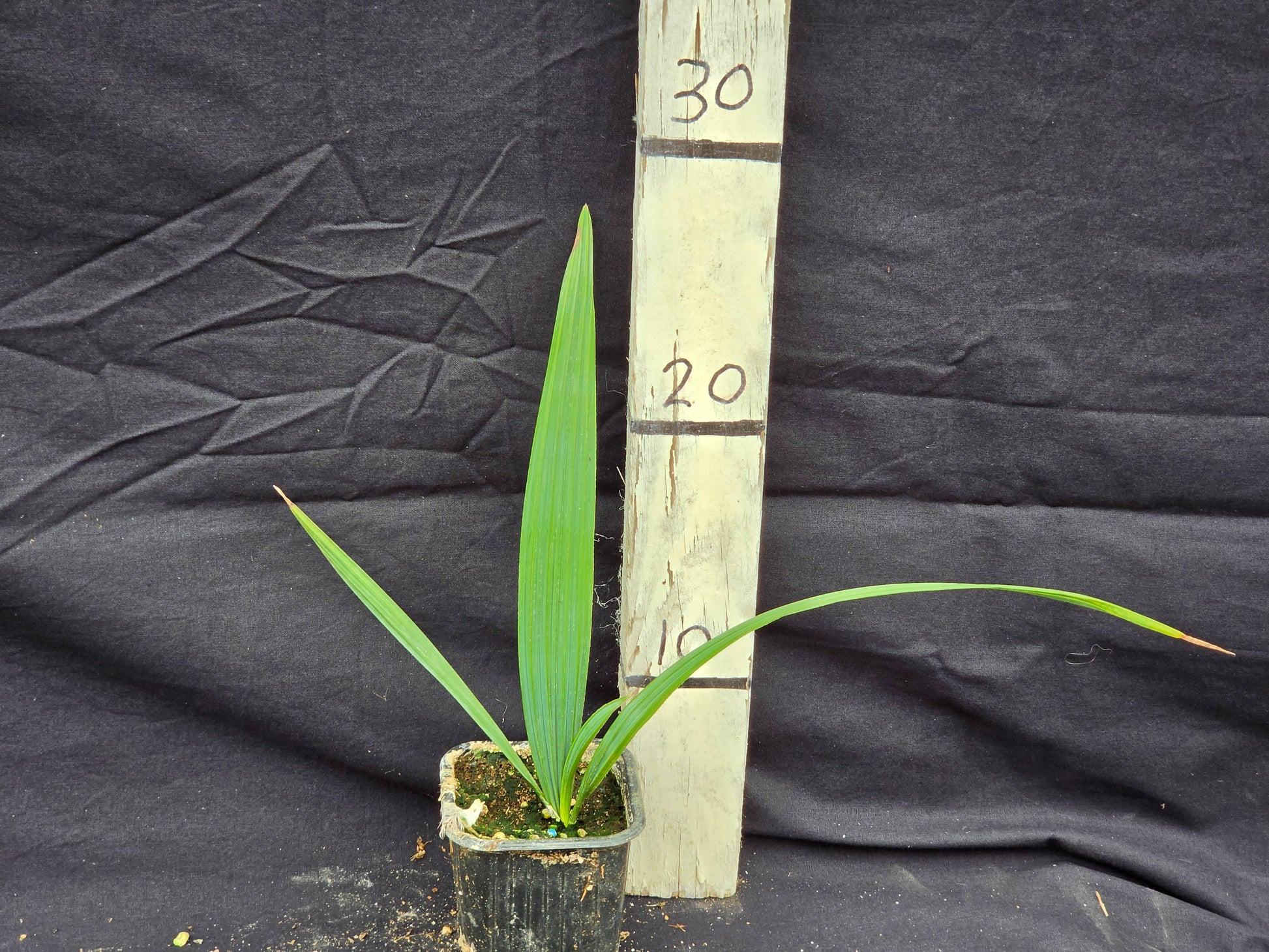 Sabal palmetto