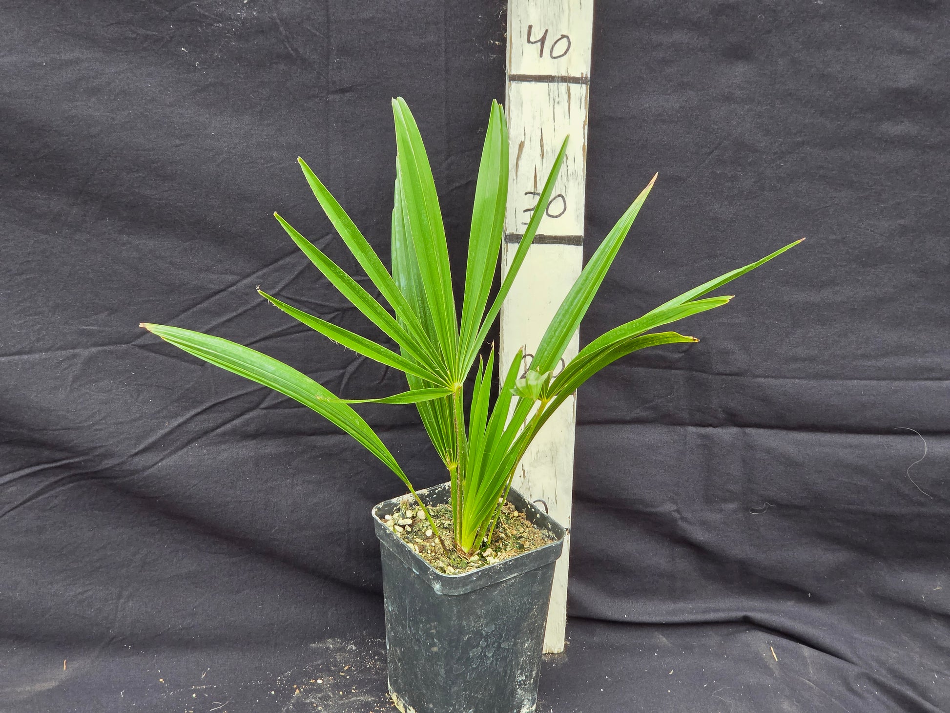 Trachycarpus fortunei var. Nainital X ukhrulensis