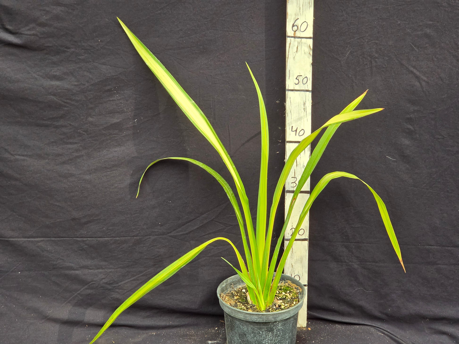 Acolus calamus 'variegatus'