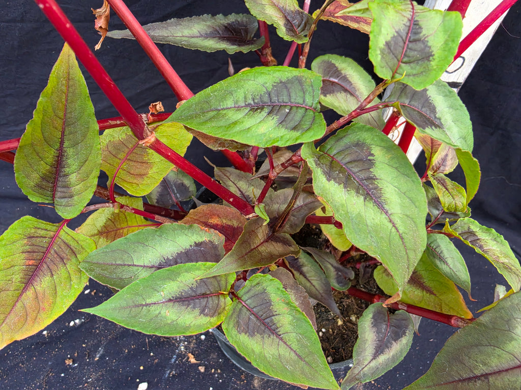 Persicaria microcaphala 'Red dragon'