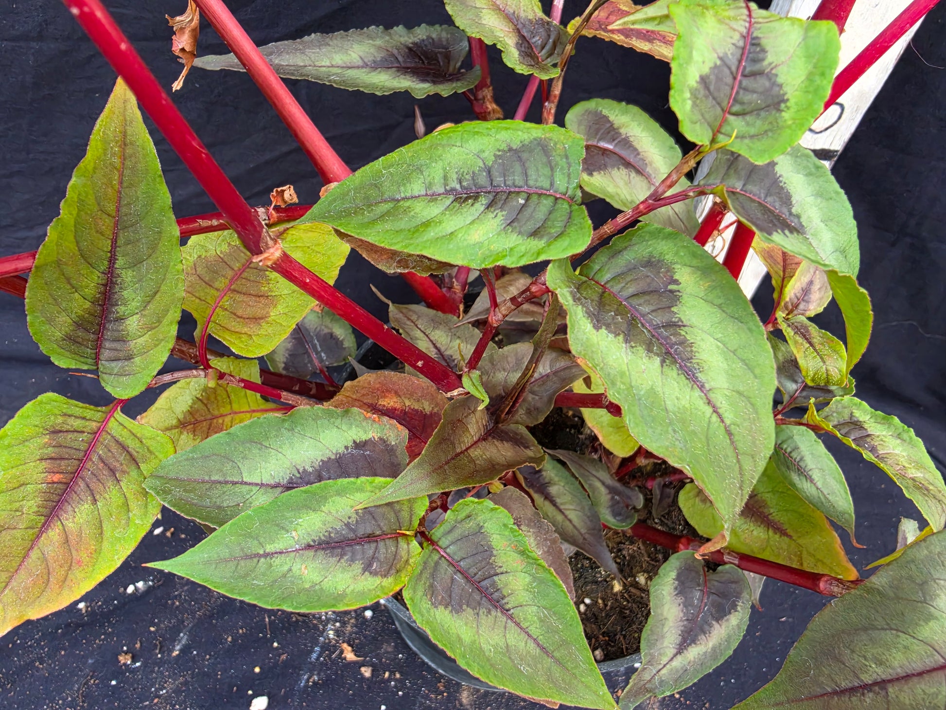 Persicaria microcaphala 'Red dragon'