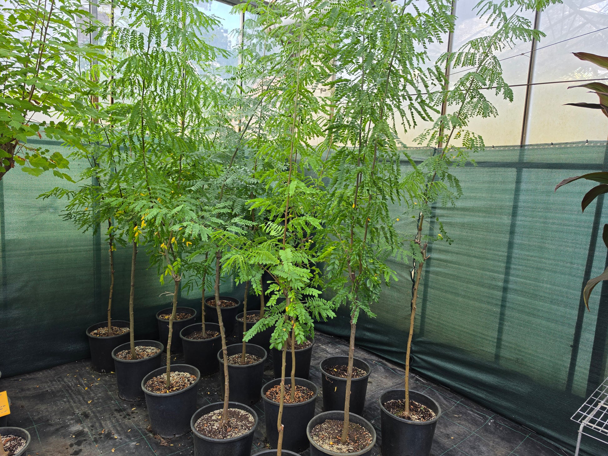Leucaena leucocephala ⚠️ Not shippable, pick-up only