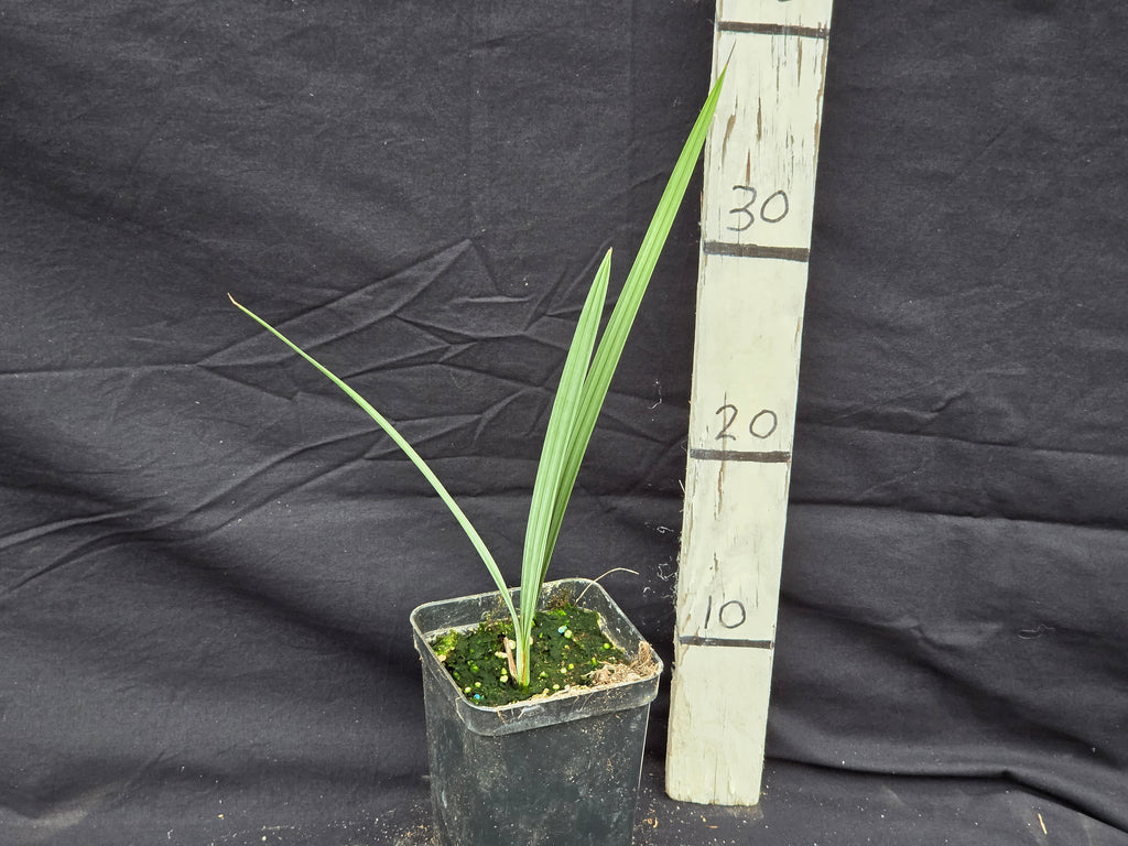 Brahea armata 'Sonora'