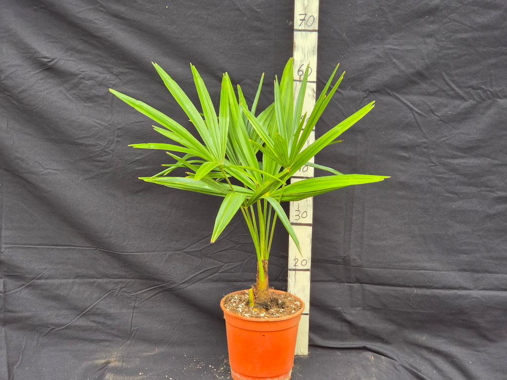 Trachycarpus fortunei var. Nainital