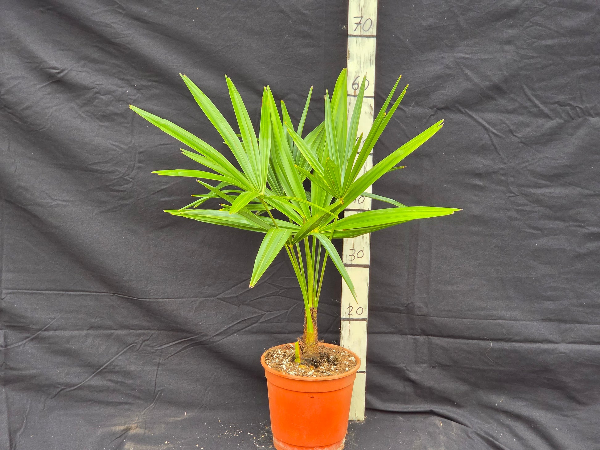 Trachycarpus fortunei var. Nainital