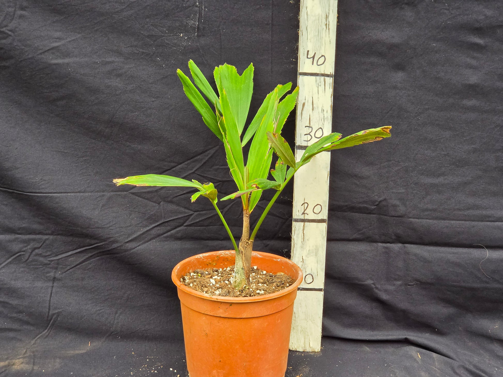 Arenga micrantha