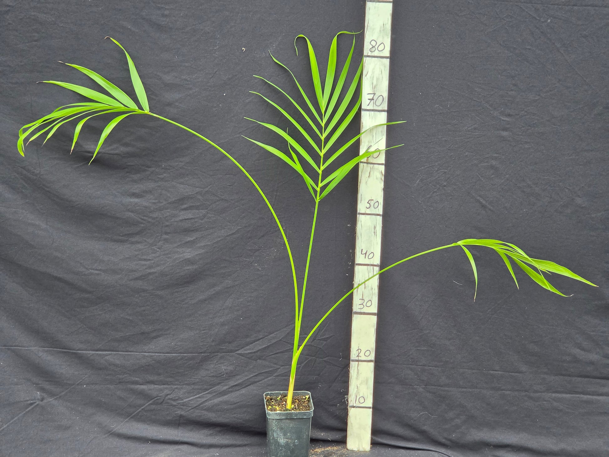 Chamaedorea cataractarum