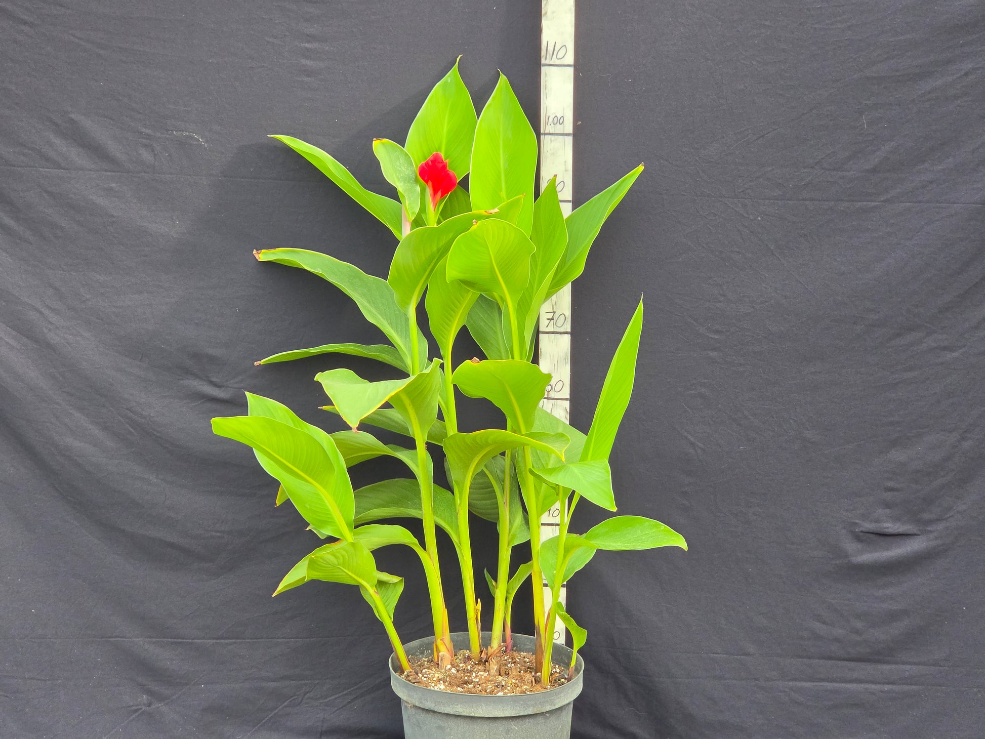 Canna indica 'Pink'