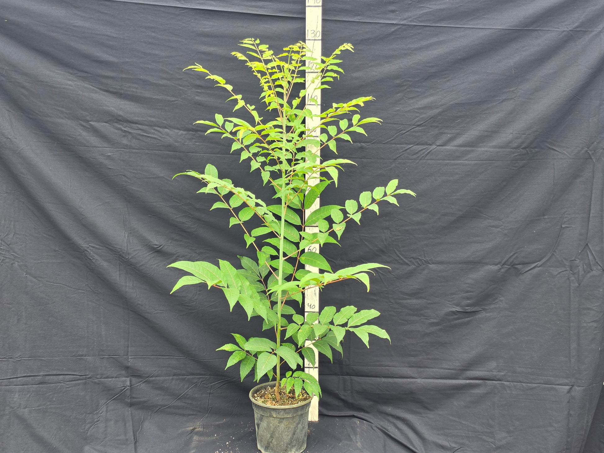 Toona sinensis 'Flamingo'