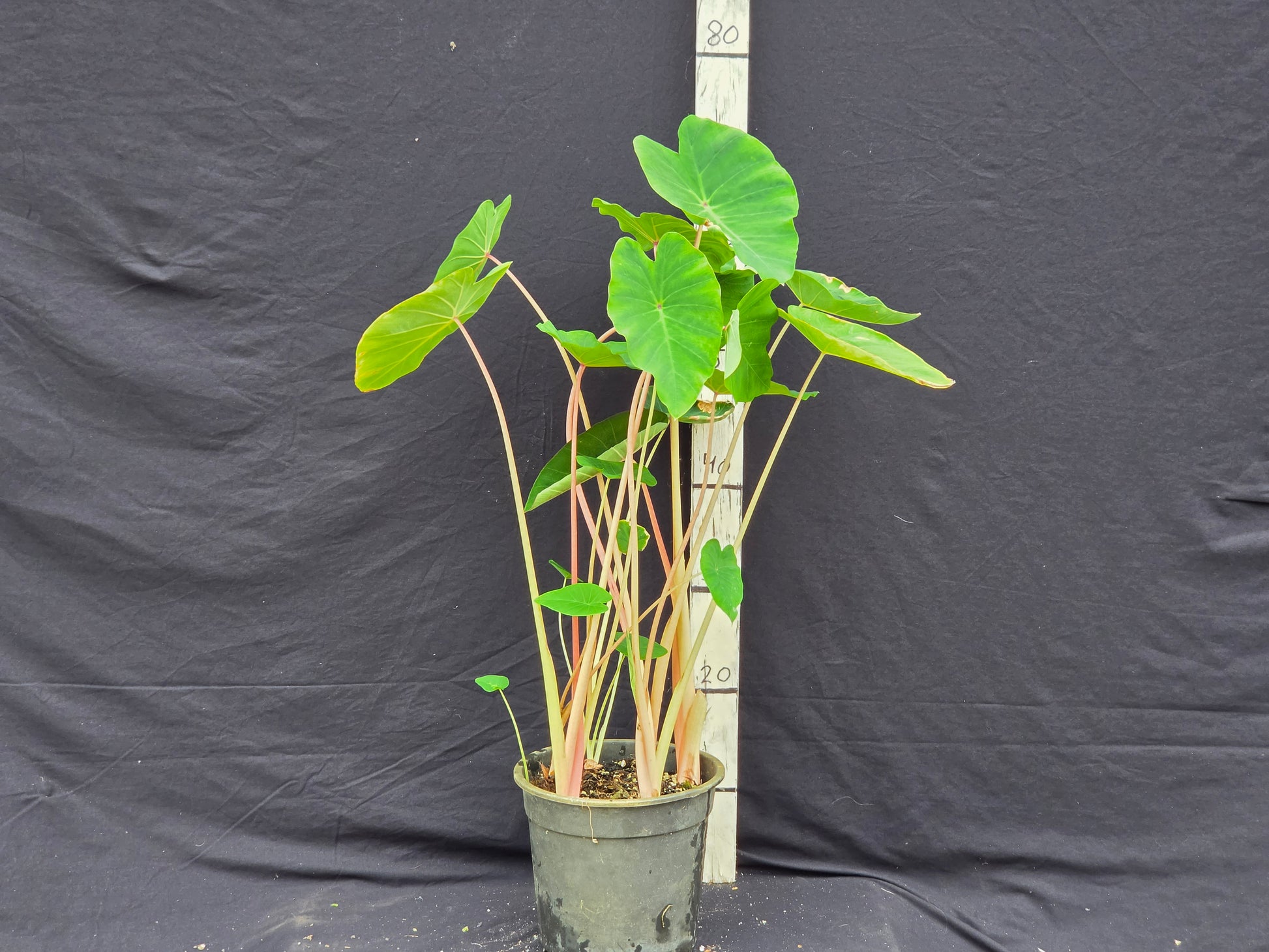 Colocasia 'Pink China'