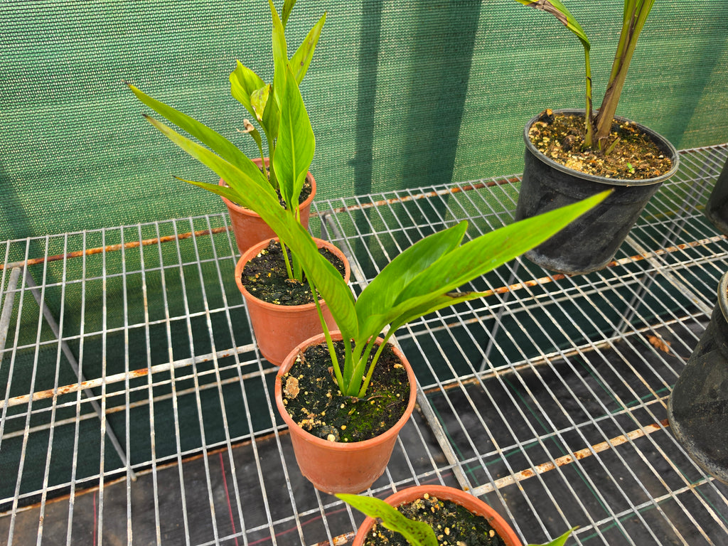 Ravenala madagascariensis