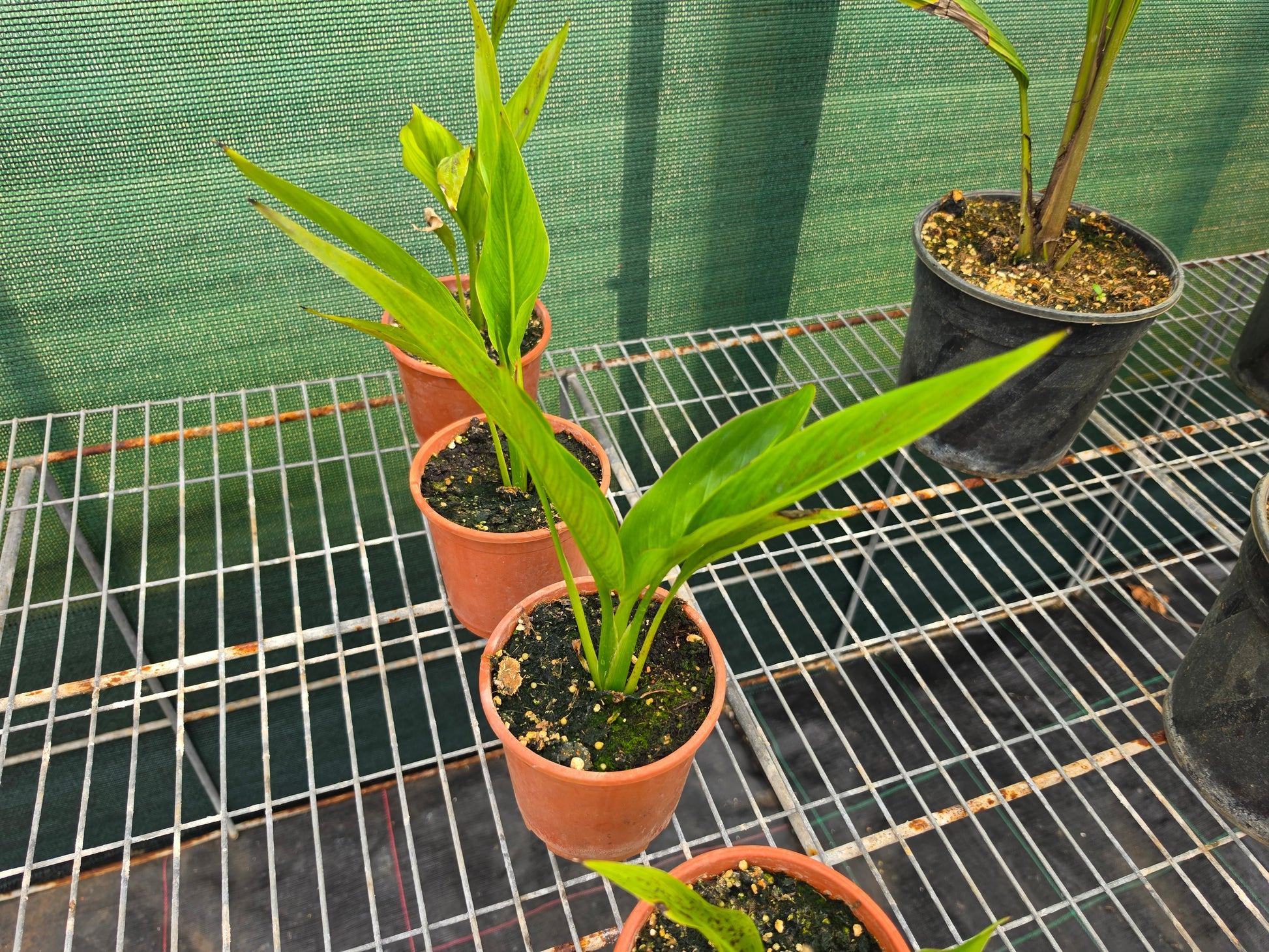 Ravenala madagascariensis