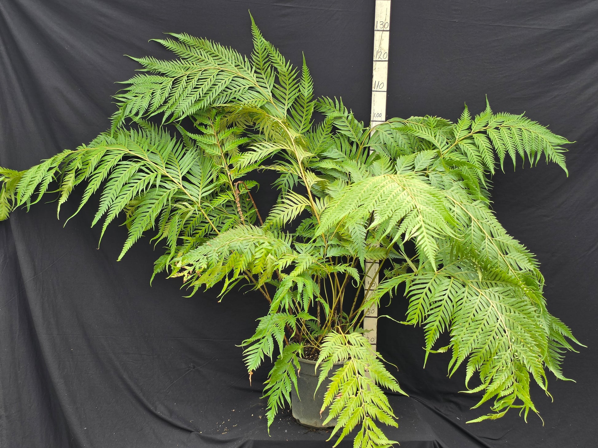 Woodwardia orientalis